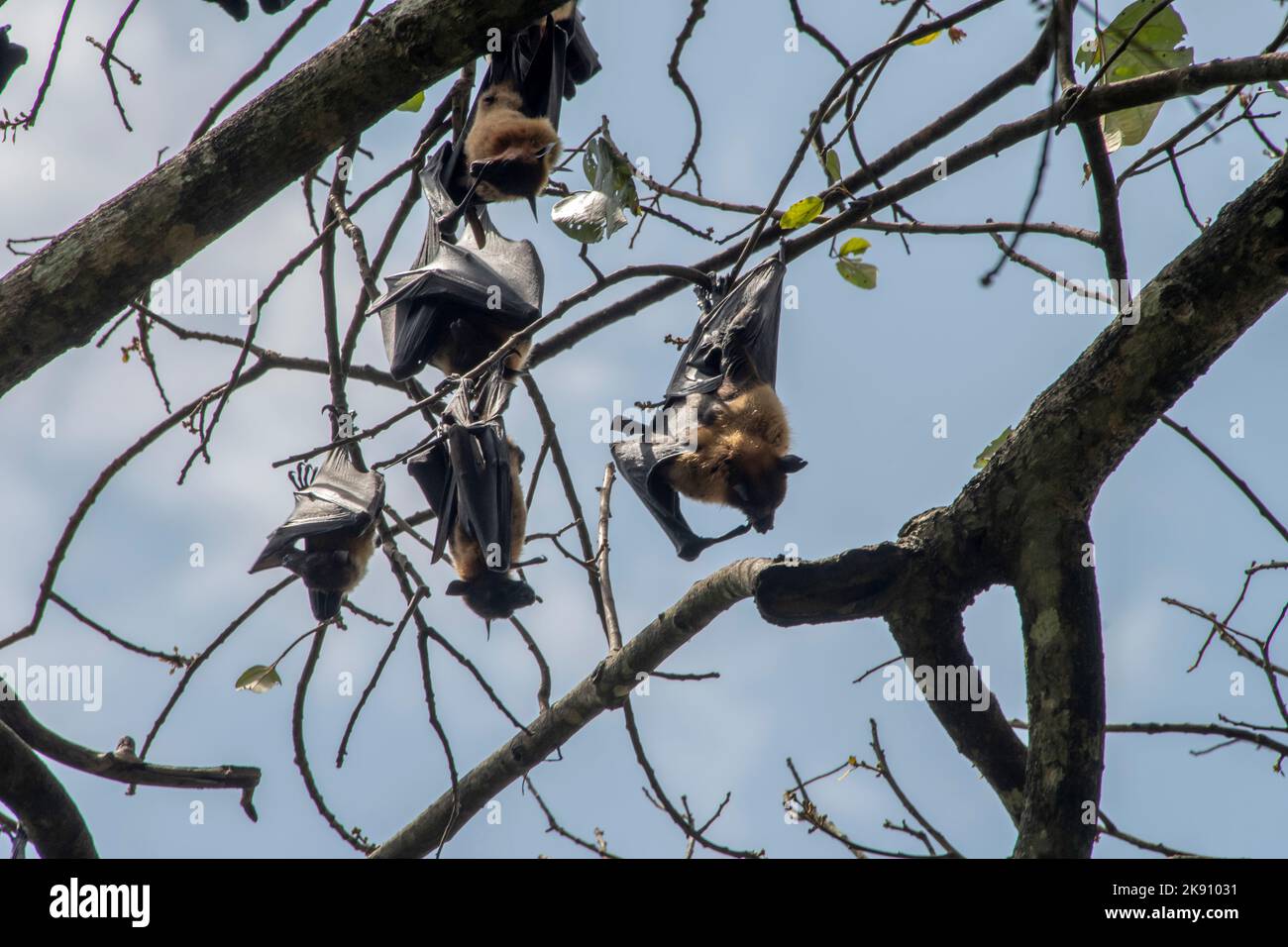 greater indian fruit bats of sri lanka Stock Photo Alamy