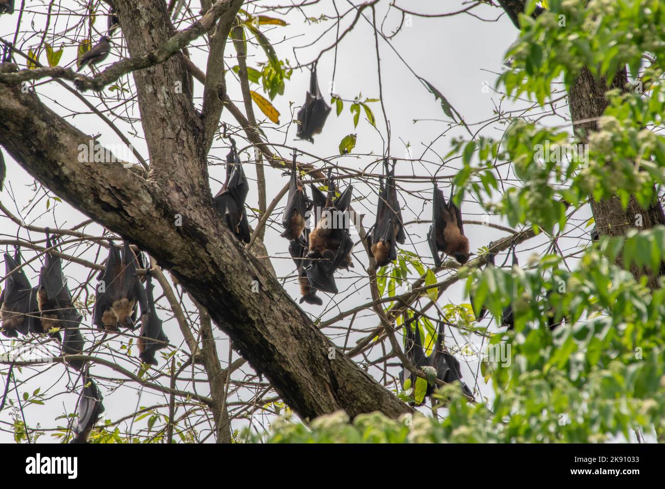greater indian fruit bats of sri lanka Stock Photo Alamy