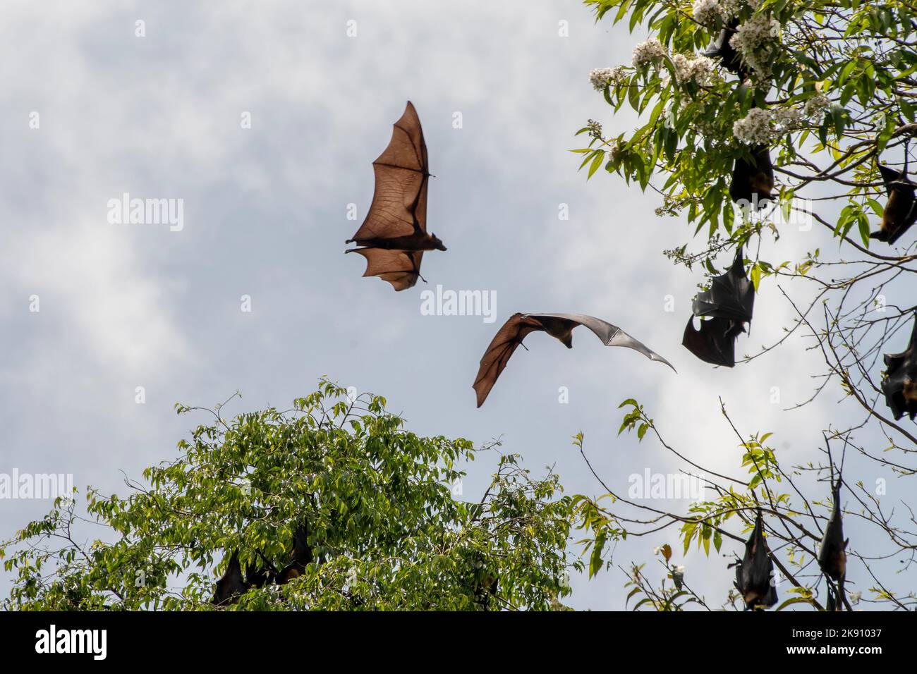 greater indian fruit bats of sri lanka Stock Photo