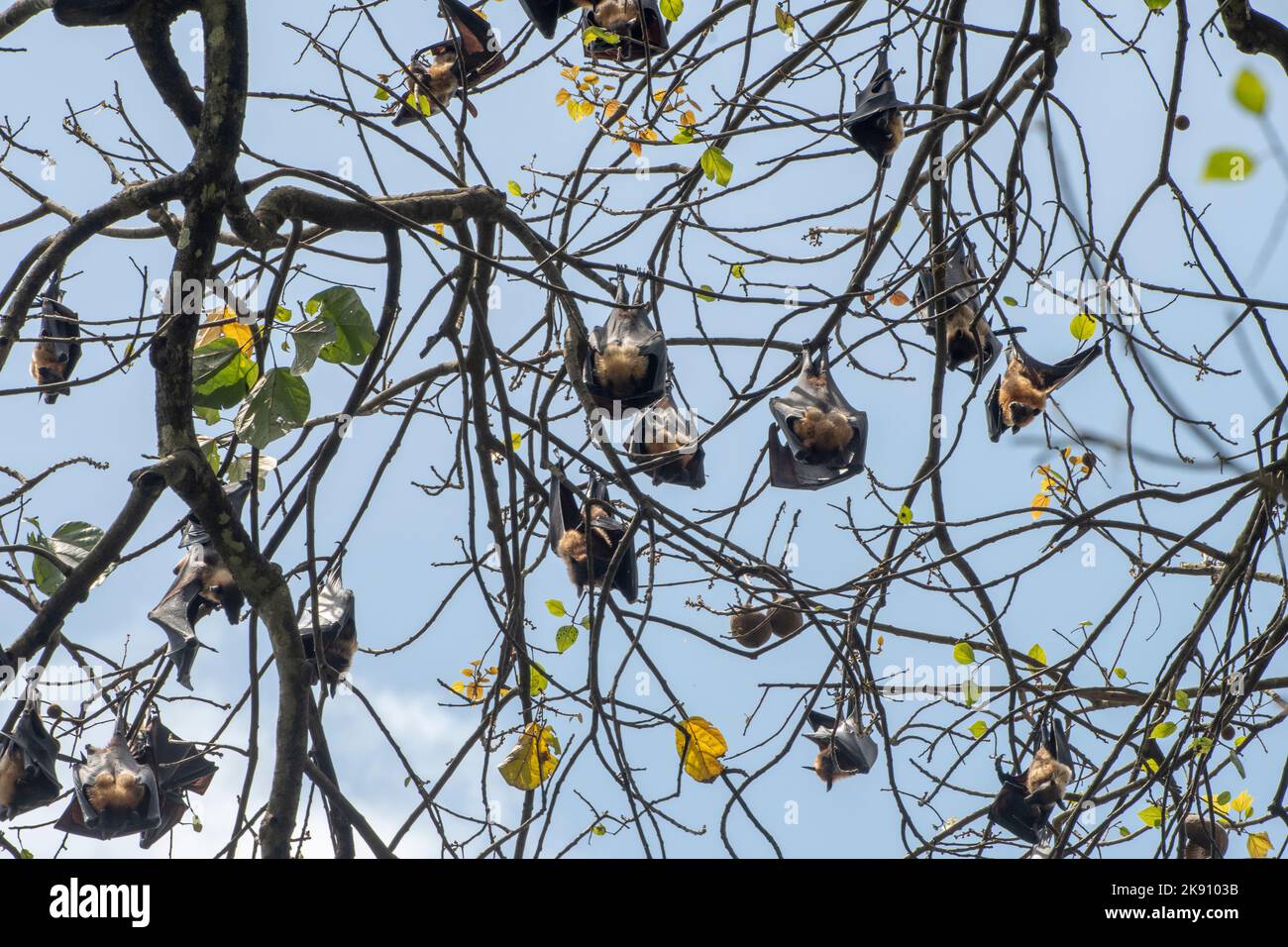 greater indian fruit bats of sri lanka Stock Photo Alamy