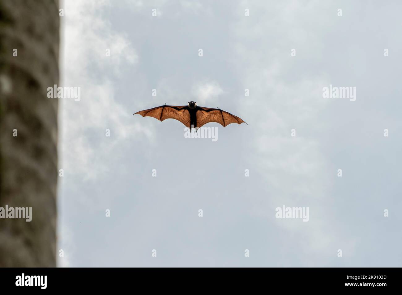 greater indian fruit bats of sri lanka Stock Photo Alamy