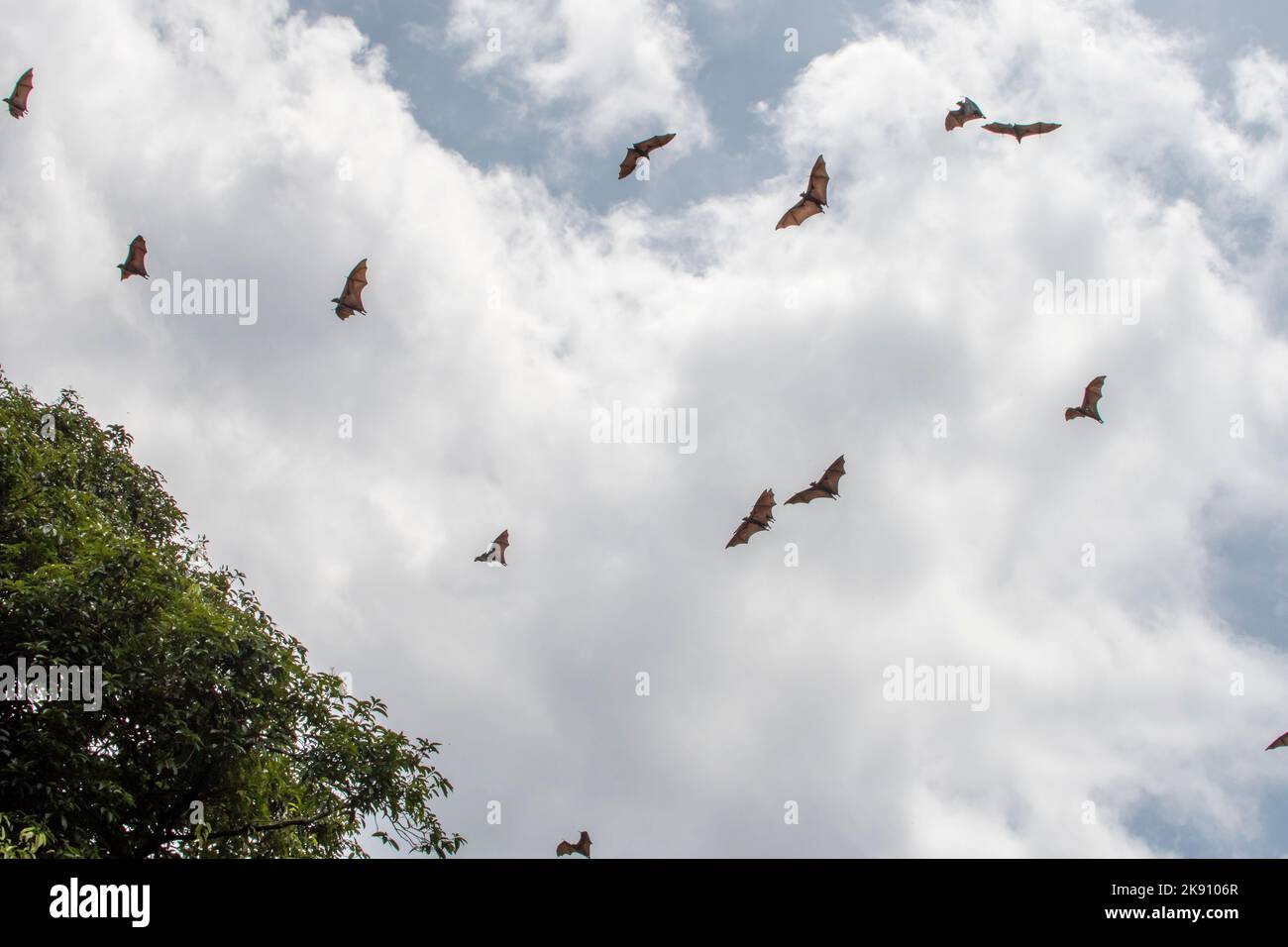 greater indian fruit bats of sri lanka Stock Photo