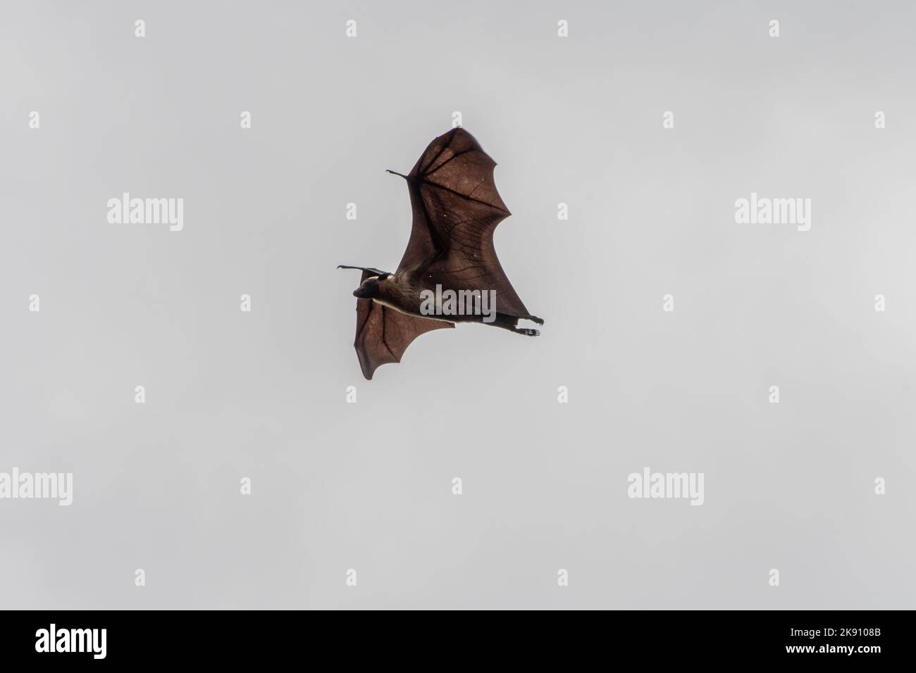 greater indian fruit bats of sri lanka Stock Photo - Alamy