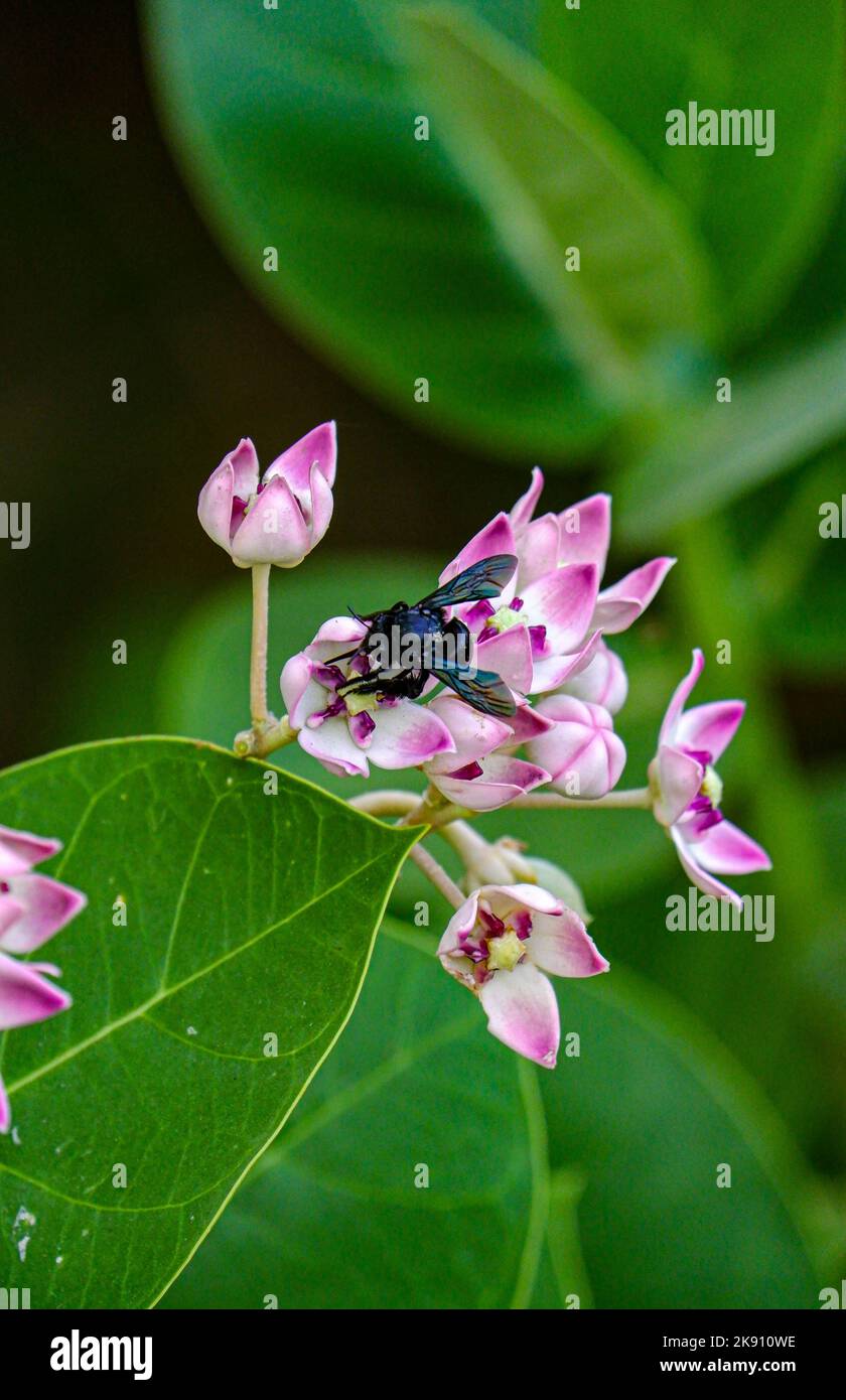 A closeup of Xylocopa violacea bee sipping nectar from pink flower Stock Photo
