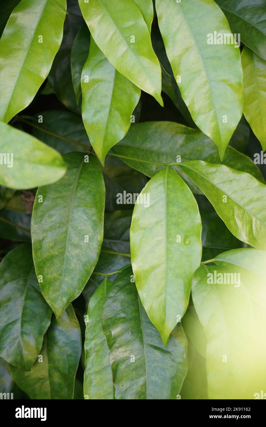 The leaves of gnetum gnemon (also called gnemon, melinjo, belinjo ...