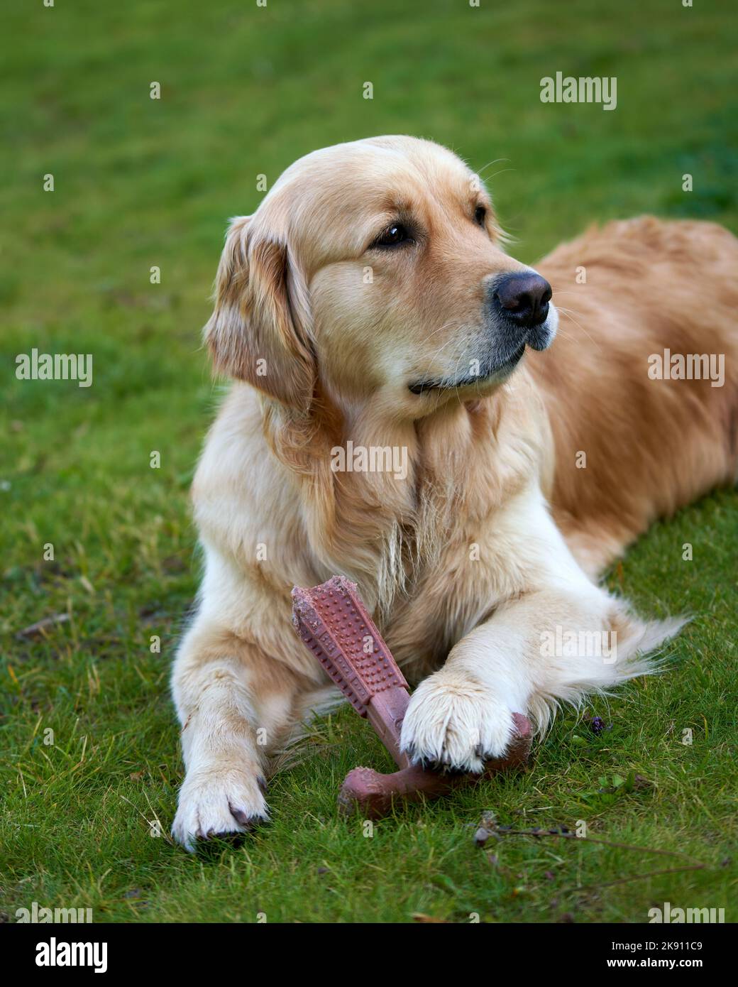 A golden retriever lying on grassland with chew toy Stock Photo - Alamy