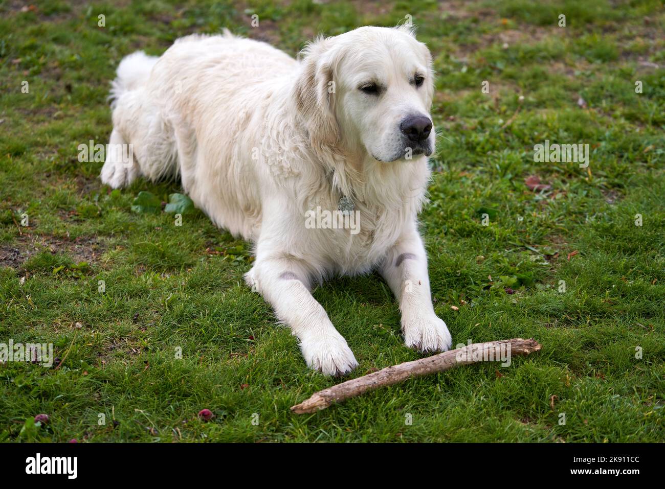 A white golden retriever lying on grassland with little wood Stock ...