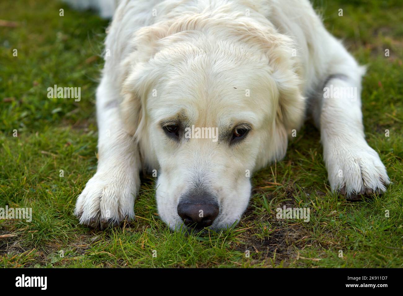 A white golden retriever lying on grassland with sad face Stock Photo ...