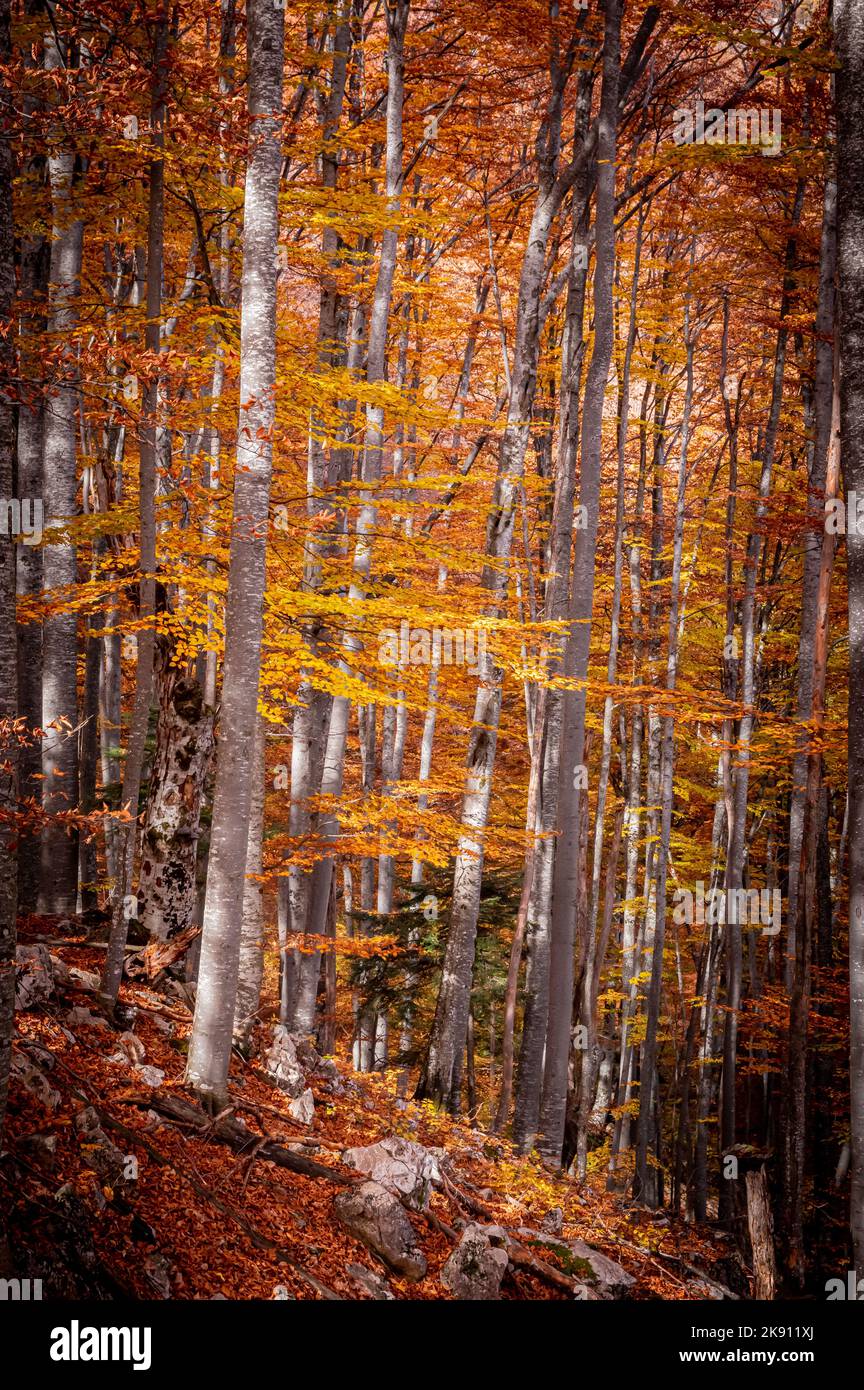 Autumn in Buila Vanturarita National Park, Carpathian Mountains, Romania. Vivid fall colors in forest. Colorful Autumn Leaves. Green, yellow, orange, Stock Photo