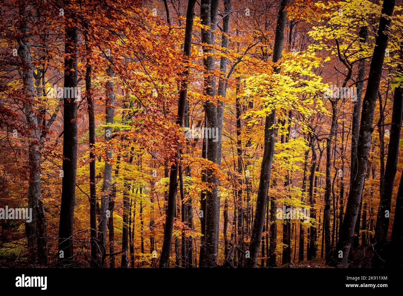 Autumn in Buila Vanturarita National Park, Carpathian Mountains ...