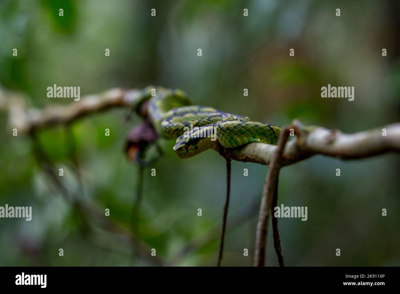 wild birds, snakes, leguans, spiders and crabs of sri lanka Stock Photo ...