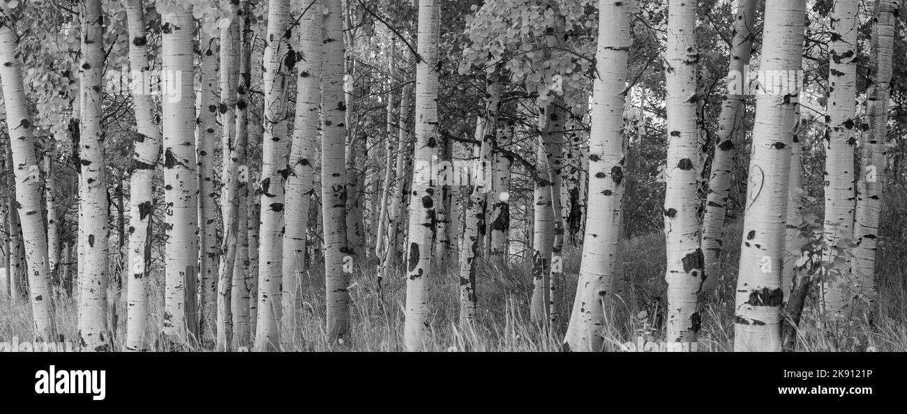 A panoramic black and white shot of aspen tree trunks Stock Photo Alamy
