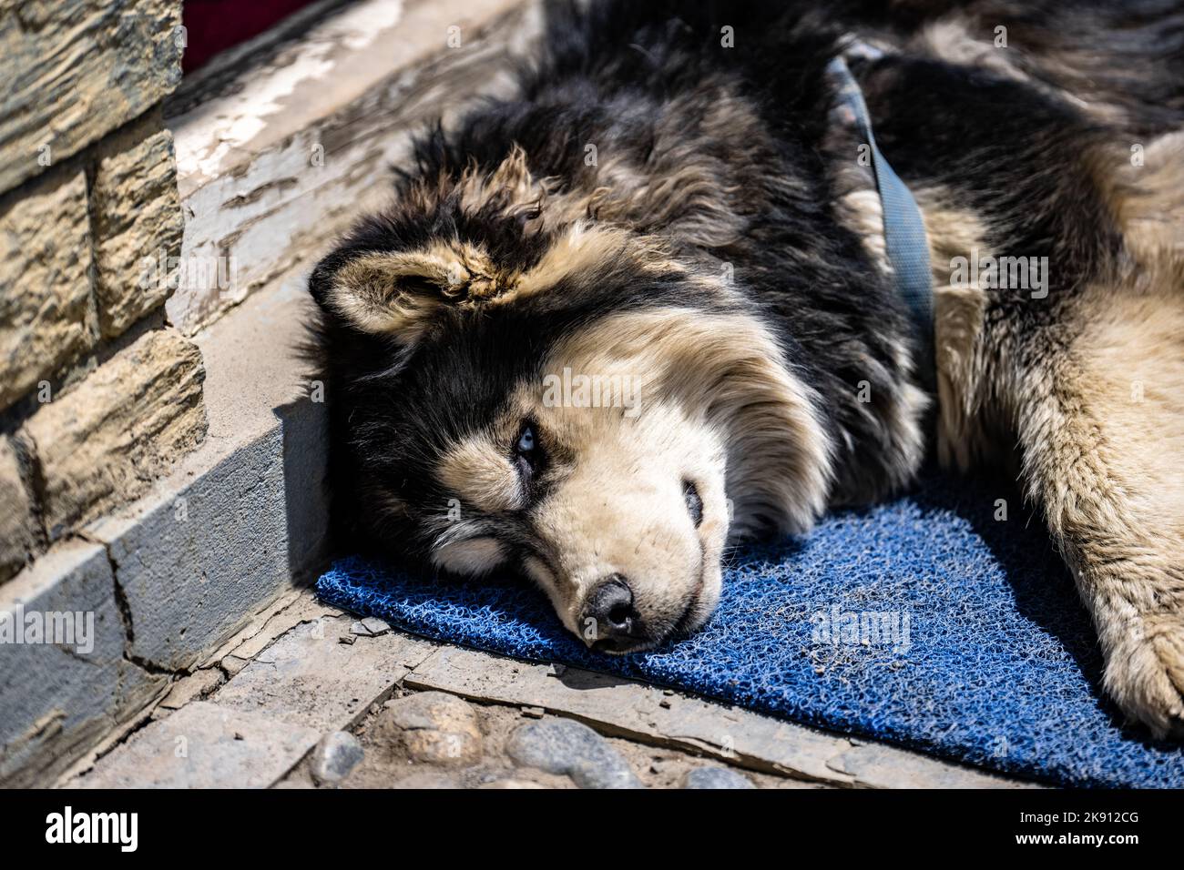A closeup of a dog laying on the ground Stock Photo - Alamy