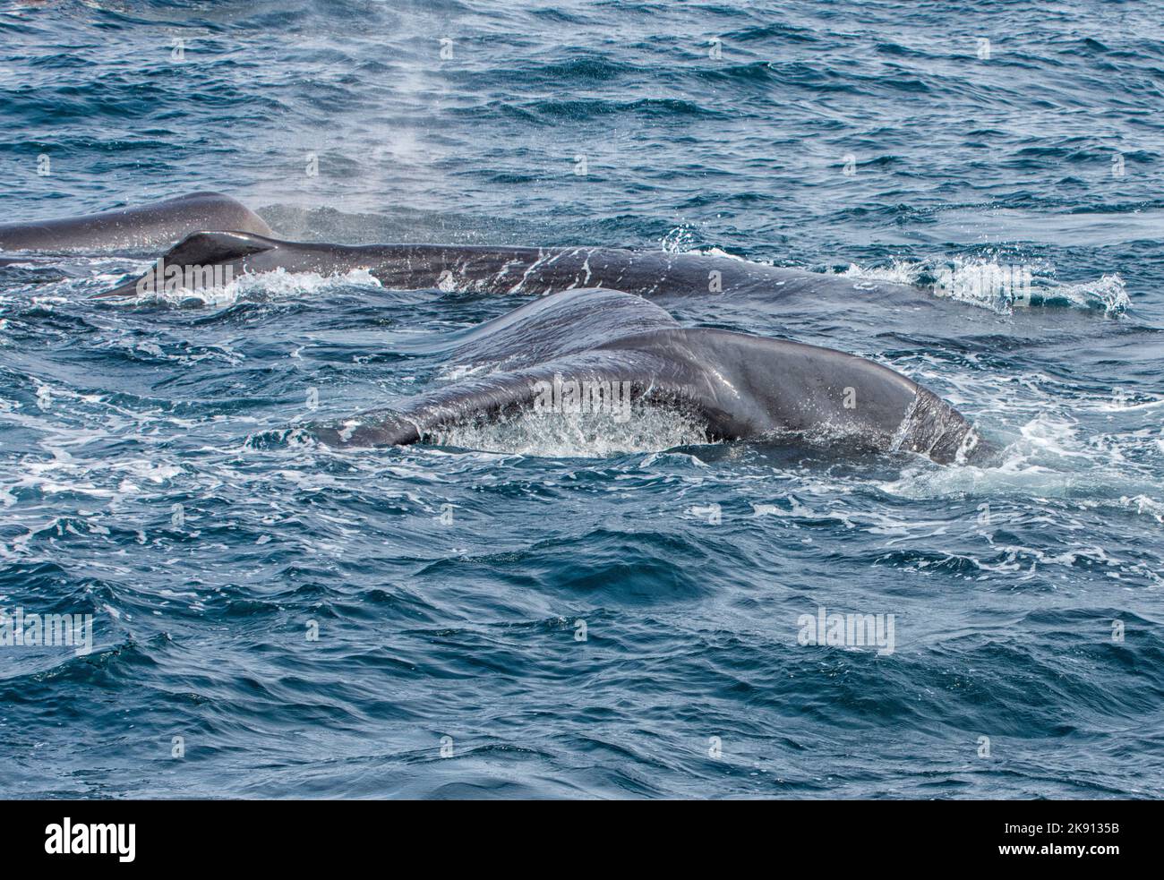 Whale watching at sri lanka - Wale beobachten Sri Lanka Stock Photo - Alamy