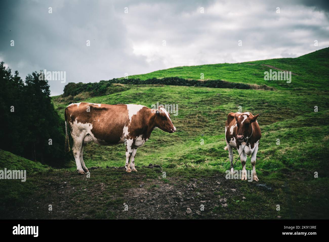 An aerial view of cows standing in greenery fields Stock Photo - Alamy
