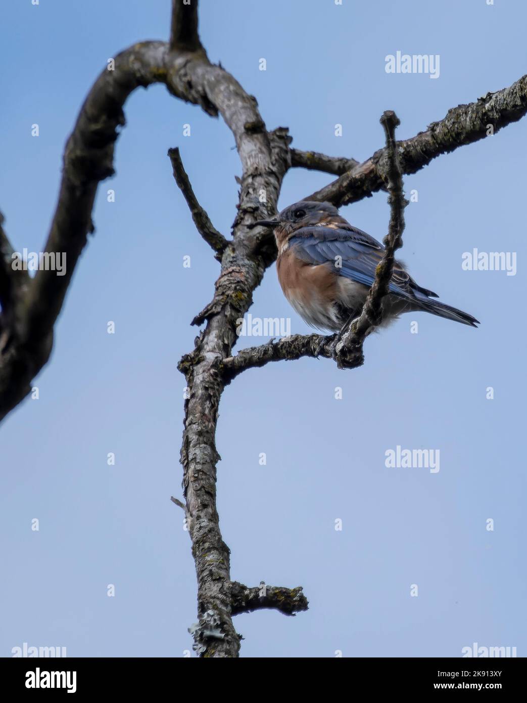 A vertical shot of an eastern bluebird resting on a tree with a blue sky in the background Stock Photo