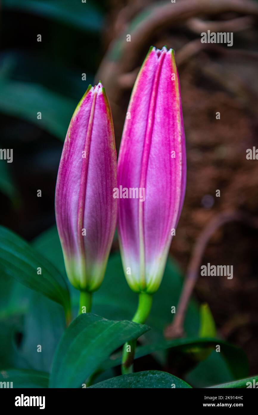 A vertical closeup of closed Lilium cernuum with the blurred background Stock Photo