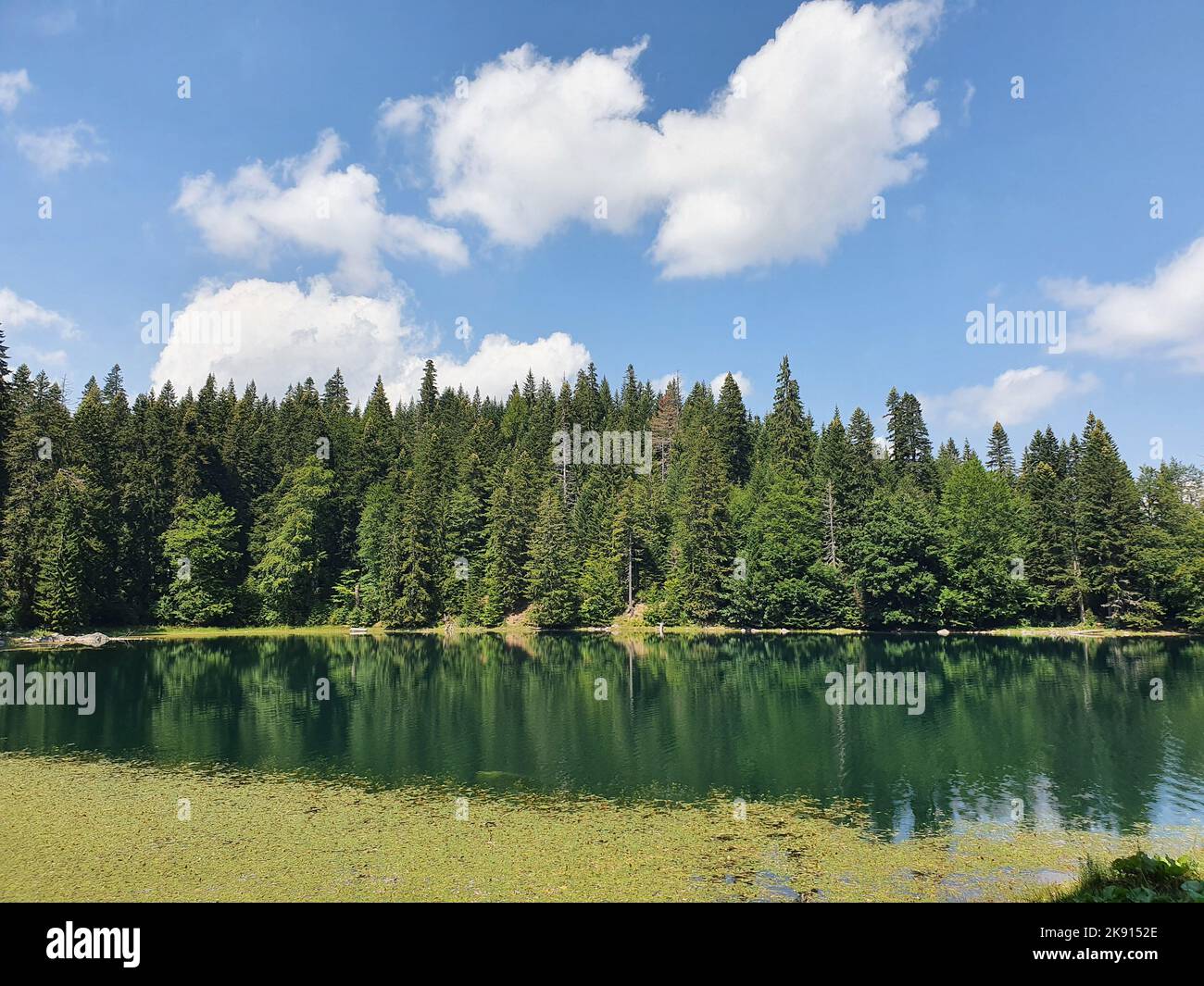A beautiful scenery of a lake with pine trees and blue cloudy sky Stock ...