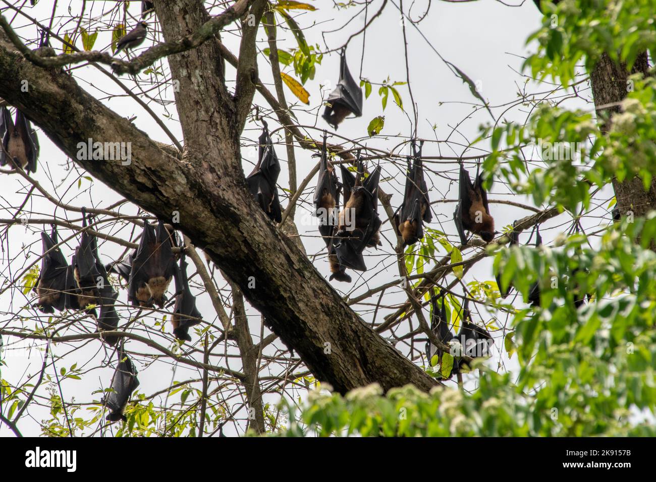 greater indian fruit bats of sri lanka - Flughunde auf Sri Lanka Stock Photo