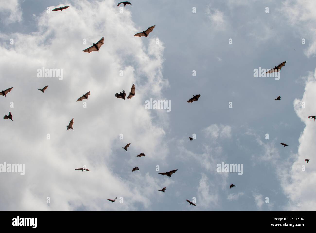 greater indian fruit bats of sri lanka - Flughunde auf Sri Lanka Stock Photo