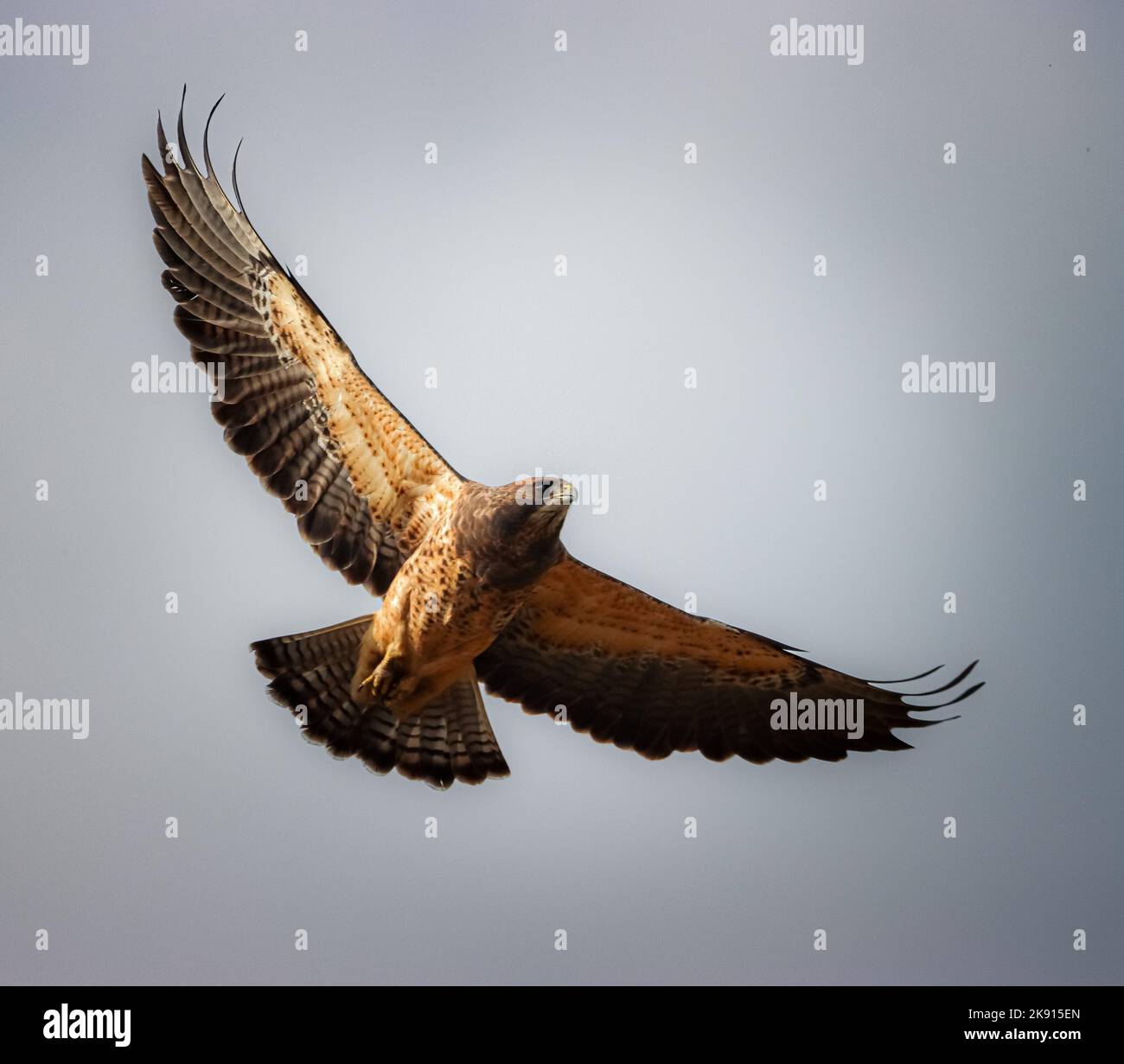 A Swainson's hawk, Buteo swainsoni flying with its wings broad Stock ...