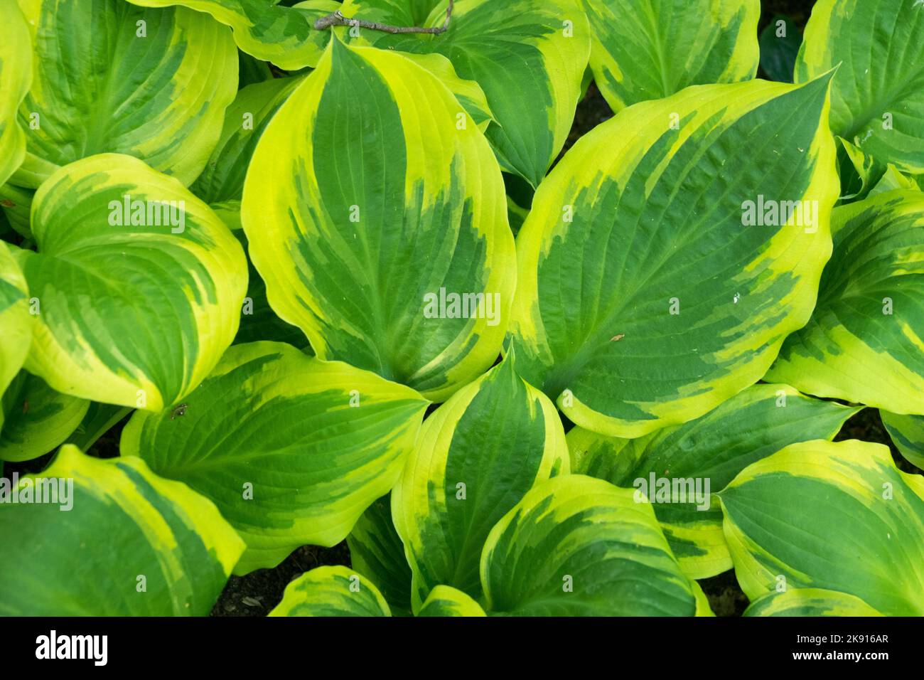 Hosta 