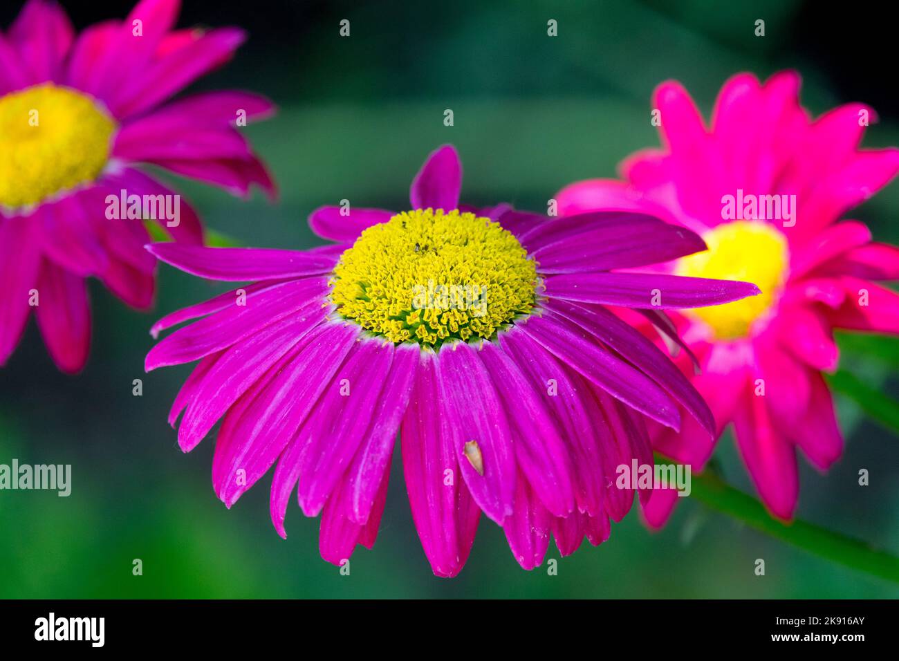 Purple flower with yellow center Tanacetum 'Robinsons Red' Stock Photo