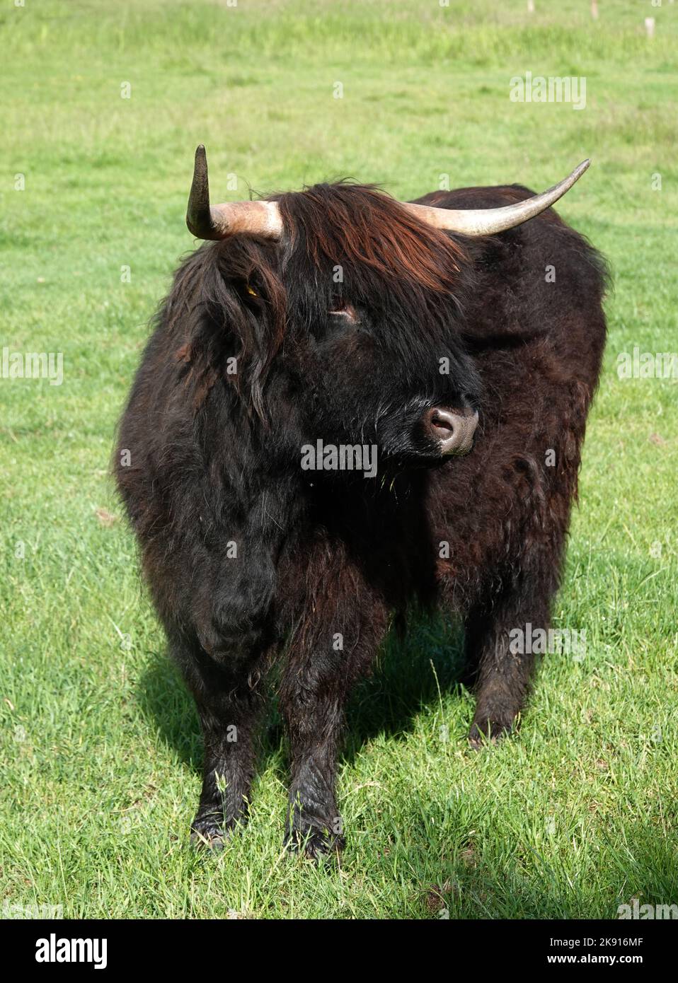 Black Scottish highland cow on a meadow in Germany Stock Photo - Alamy