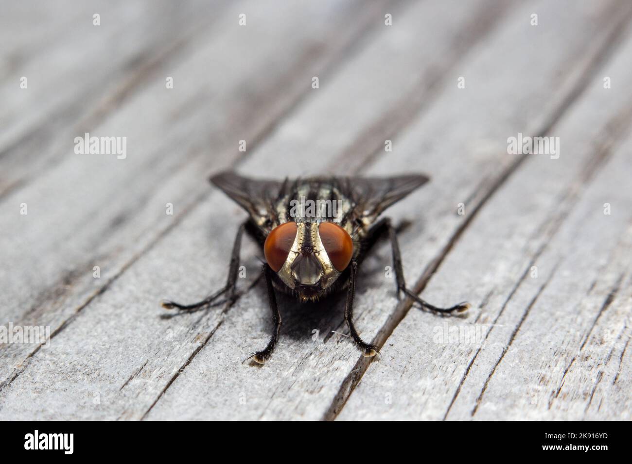 Closeup common housefly wings legs hi-res stock photography and images ...