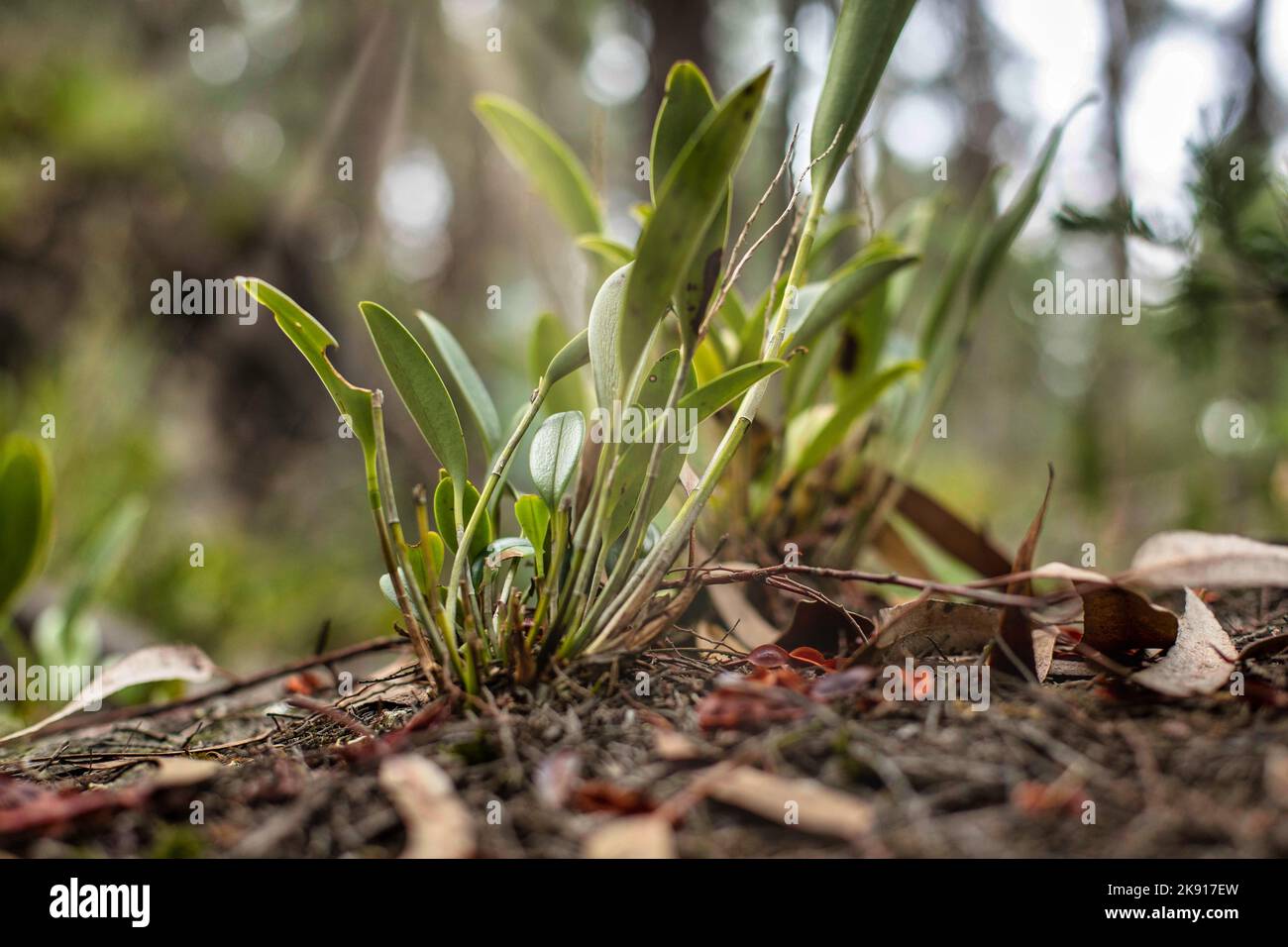 Closeup big rocks trees hi-res stock photography and images - Alamy
