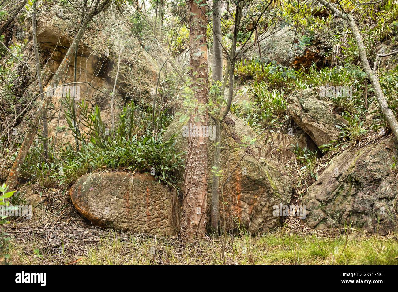 The big rocks in the green rainforest Stock Photo - Alamy