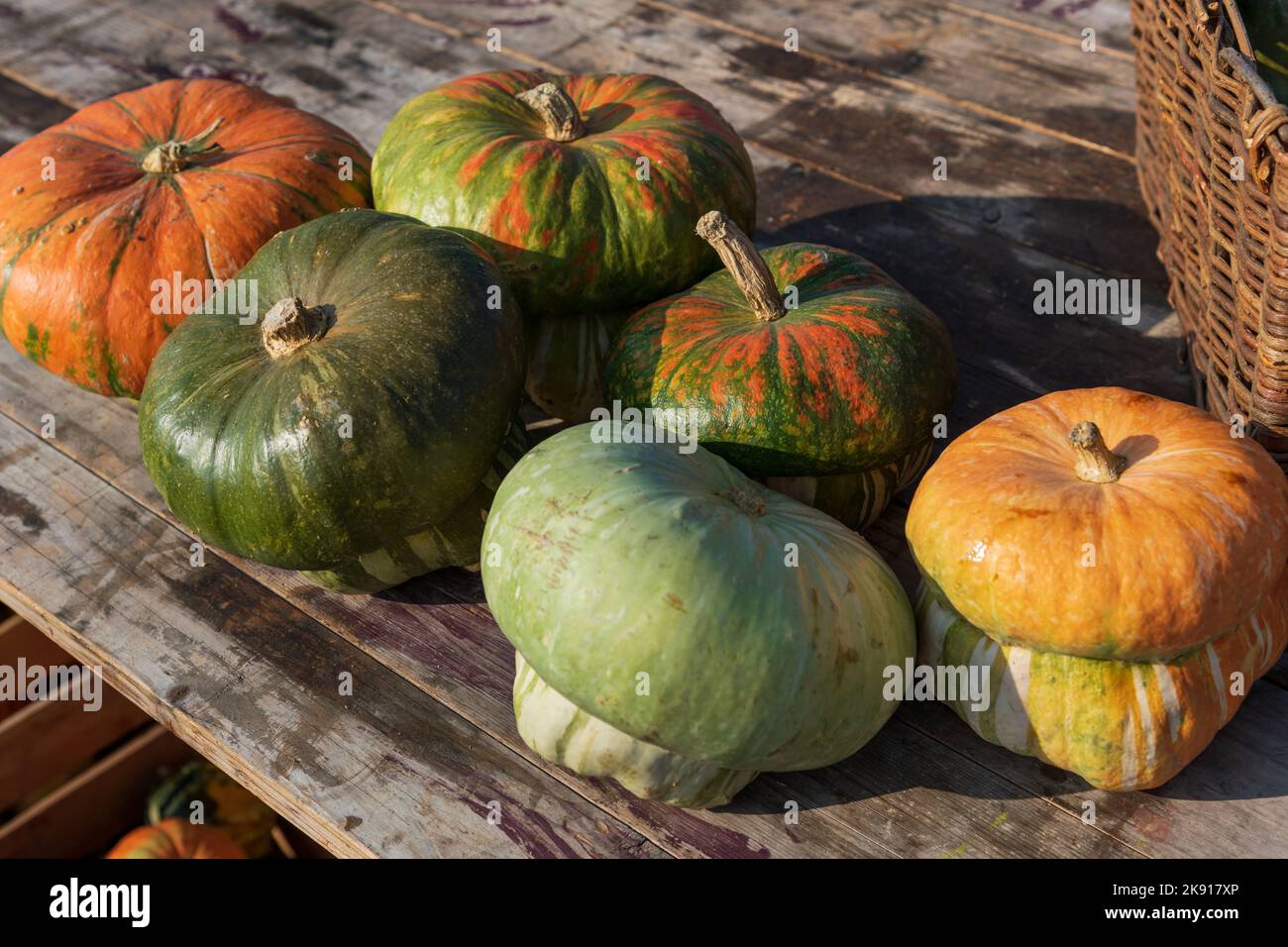 Various pumpkins on rustic table during sunny day Stock Photo