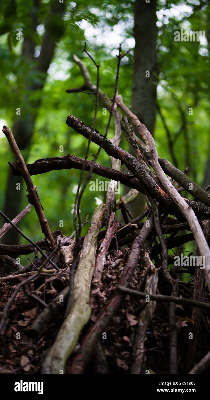 Pile of branches hi-res stock photography and images - Alamy