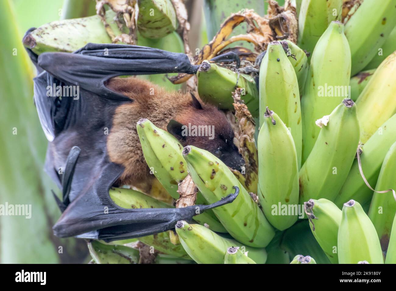 greater indian fruit bats of sri lanka Stock Photo Alamy
