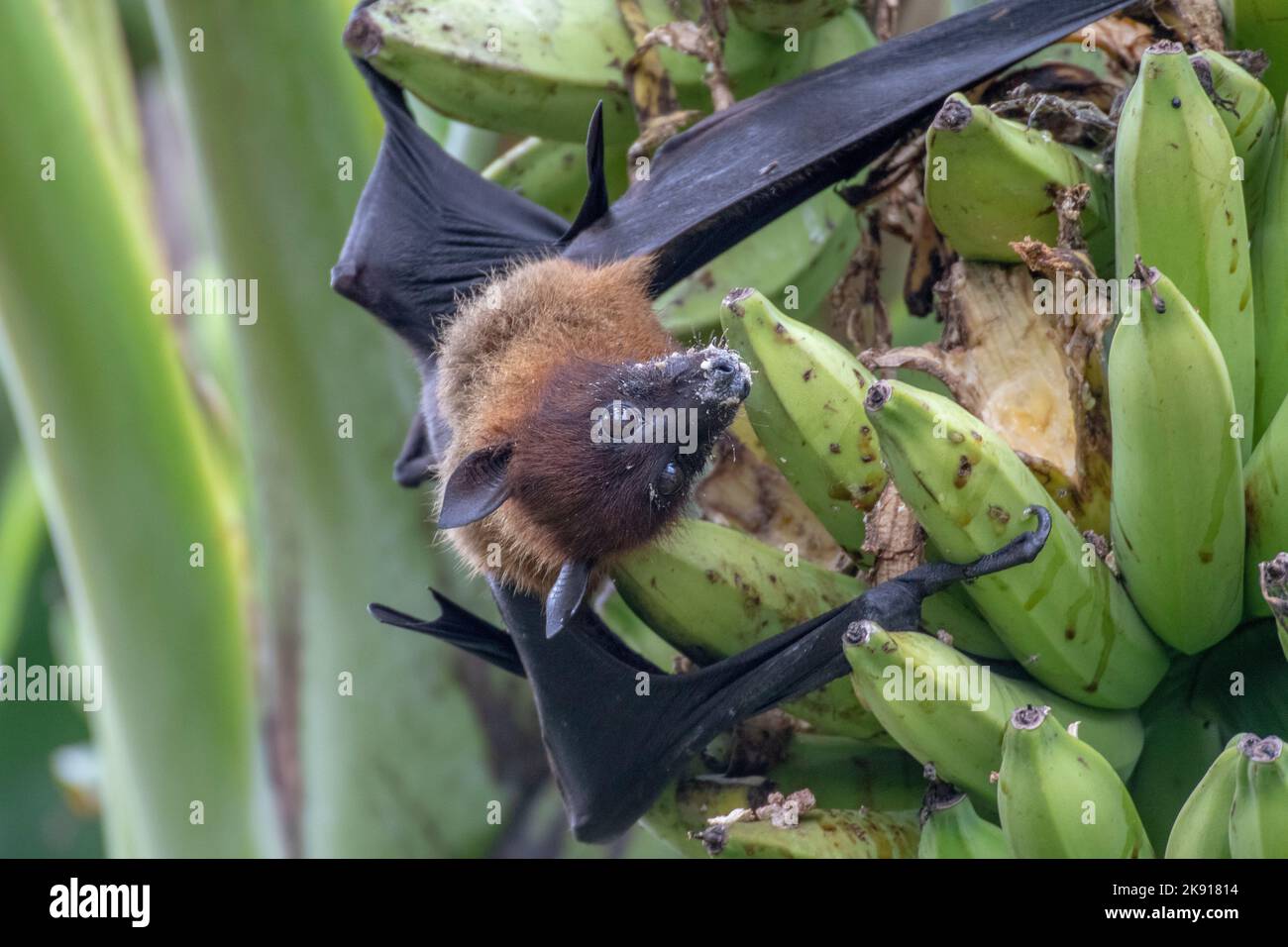 greater indian fruit bats of sri lanka Stock Photo Alamy