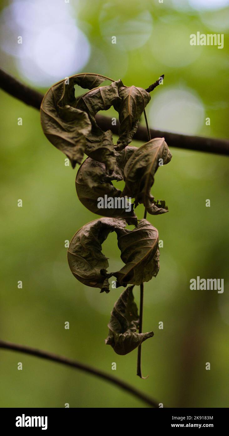A vertical shot of dry leaves in a forest Stock Photo - Alamy