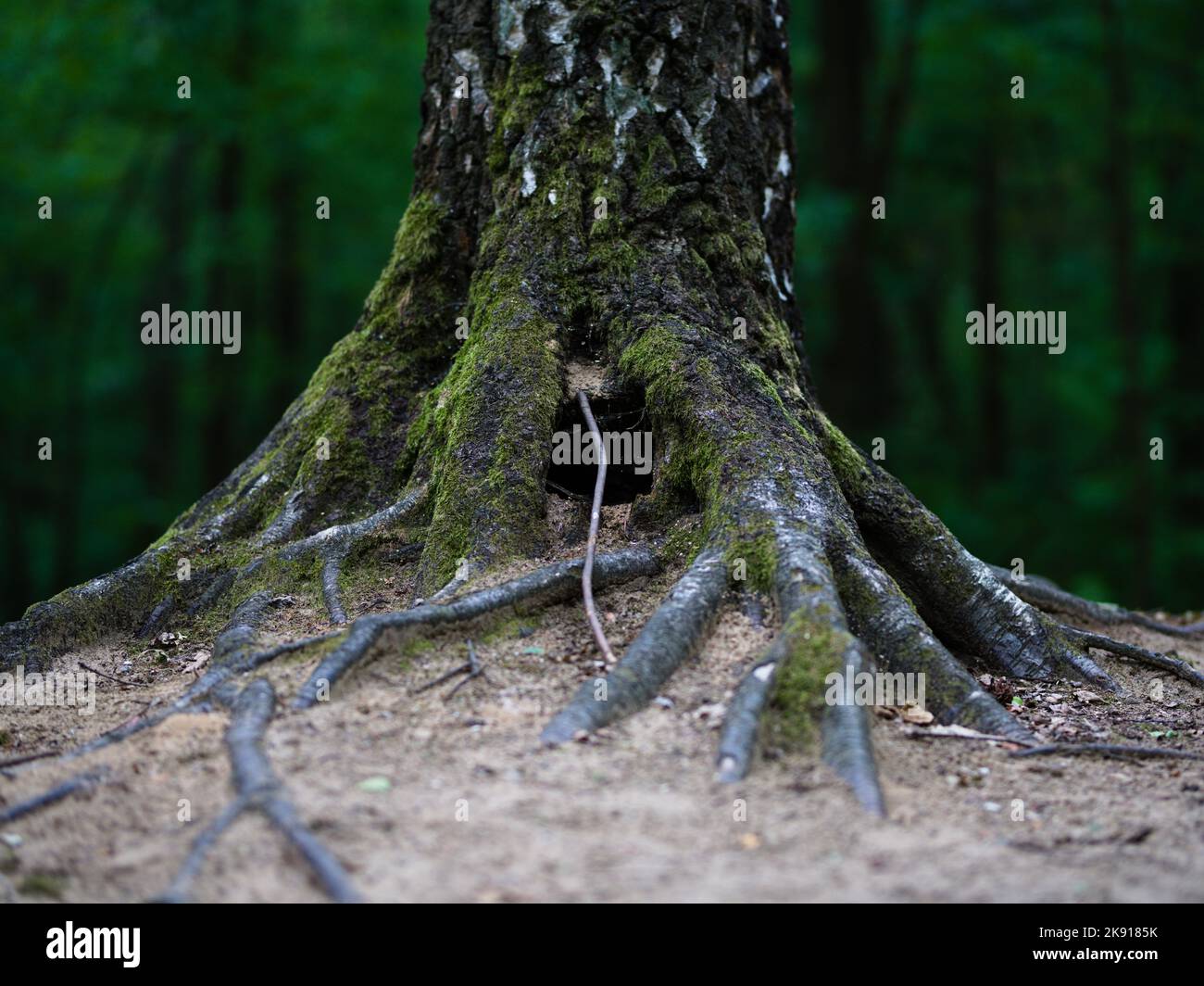 Roots tree quiet forest hi-res stock photography and images - Alamy
