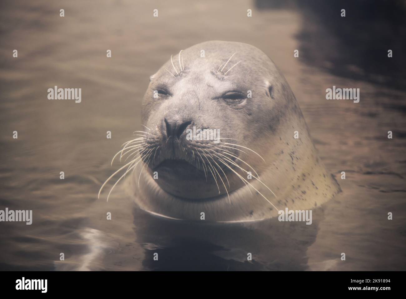 Grey harbour seal at Boston Aquarium, Boston, US Stock Photo