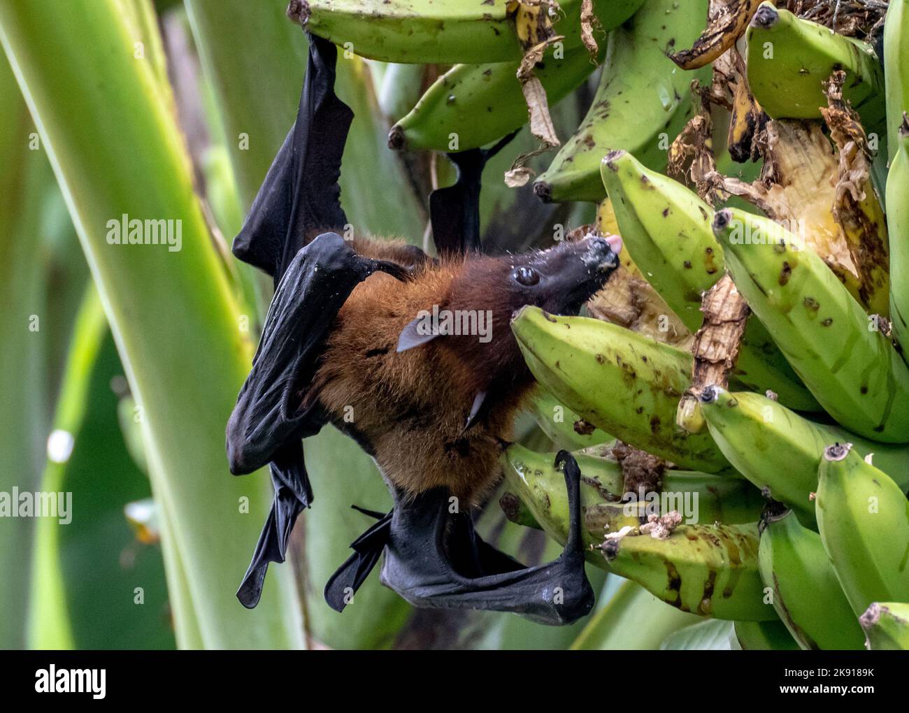 greater indian fruit bats of sri lanka Stock Photo Alamy