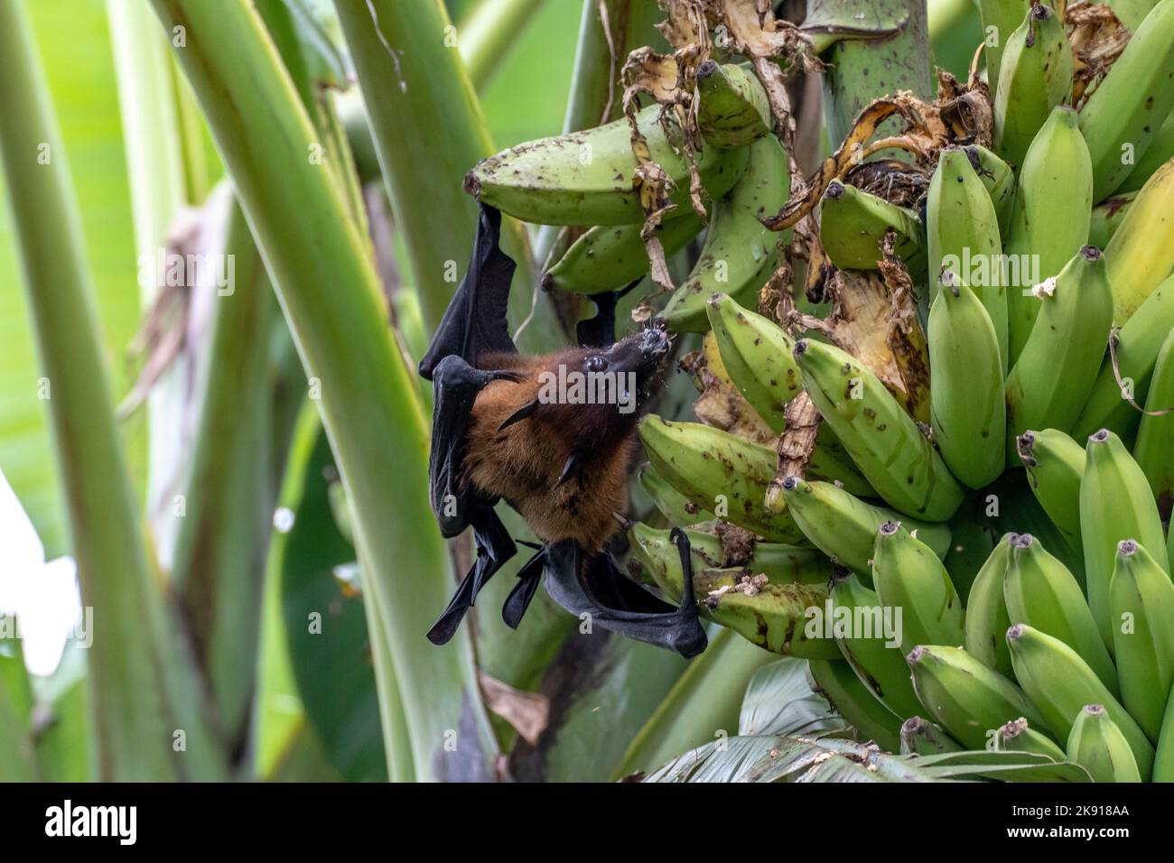 greater indian fruit bats of sri lanka Stock Photo Alamy