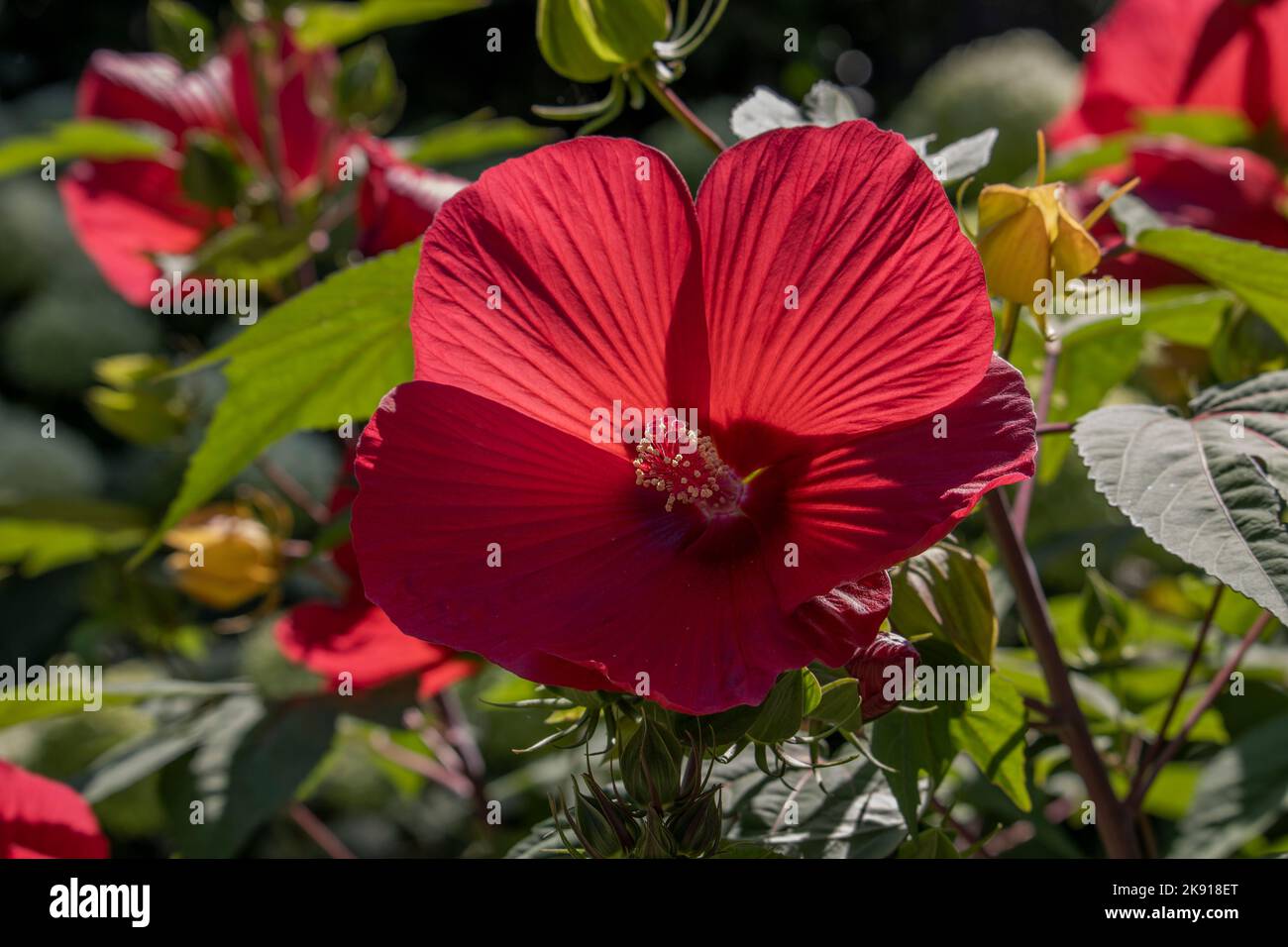 Hibiscus flower moscheutos southern hi-res stock photography and images ...