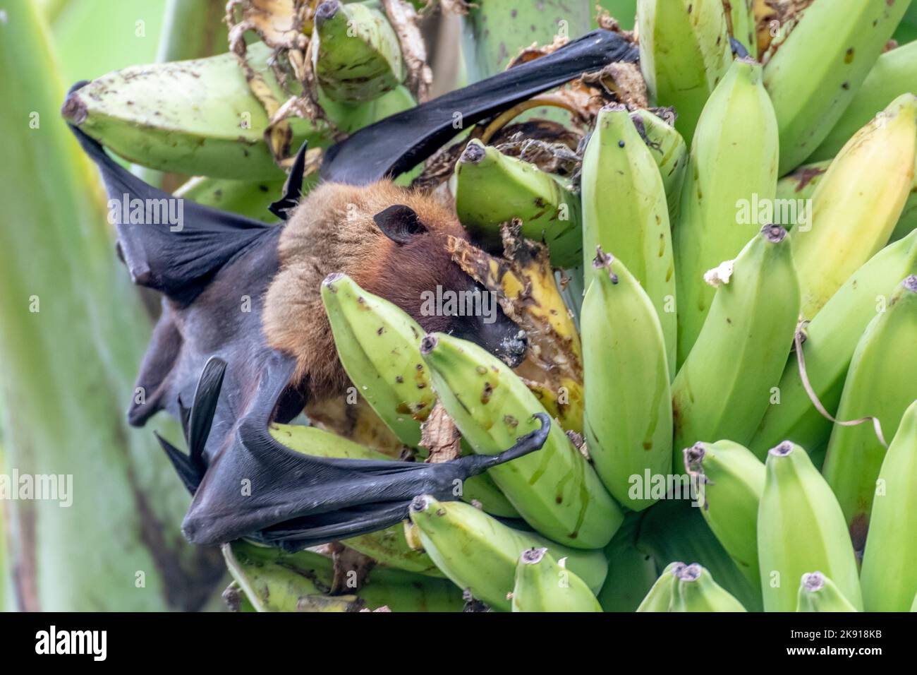 greater indian fruit bats of sri lanka Stock Photo Alamy
