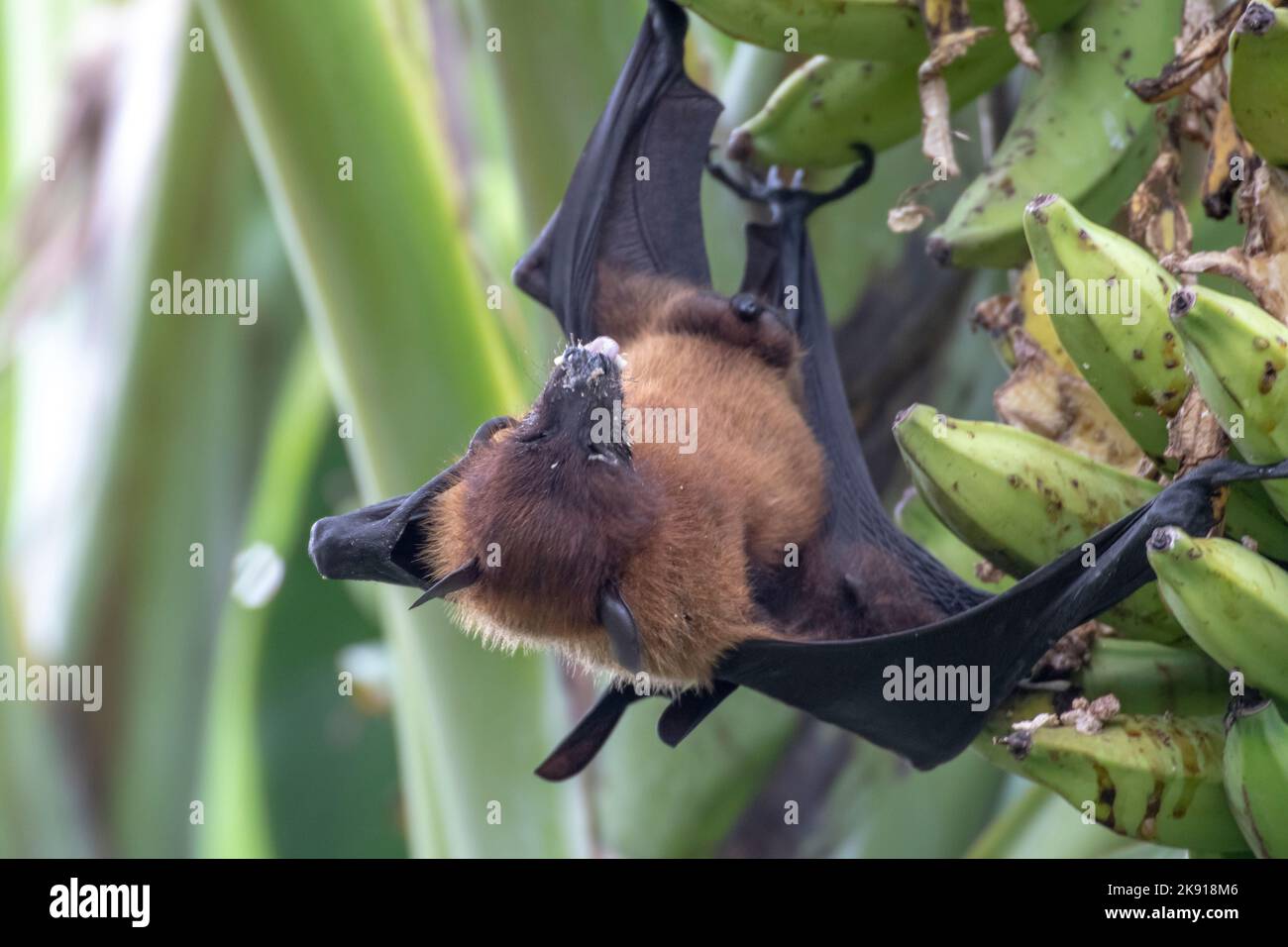 greater indian fruit bats of sri lanka Stock Photo Alamy