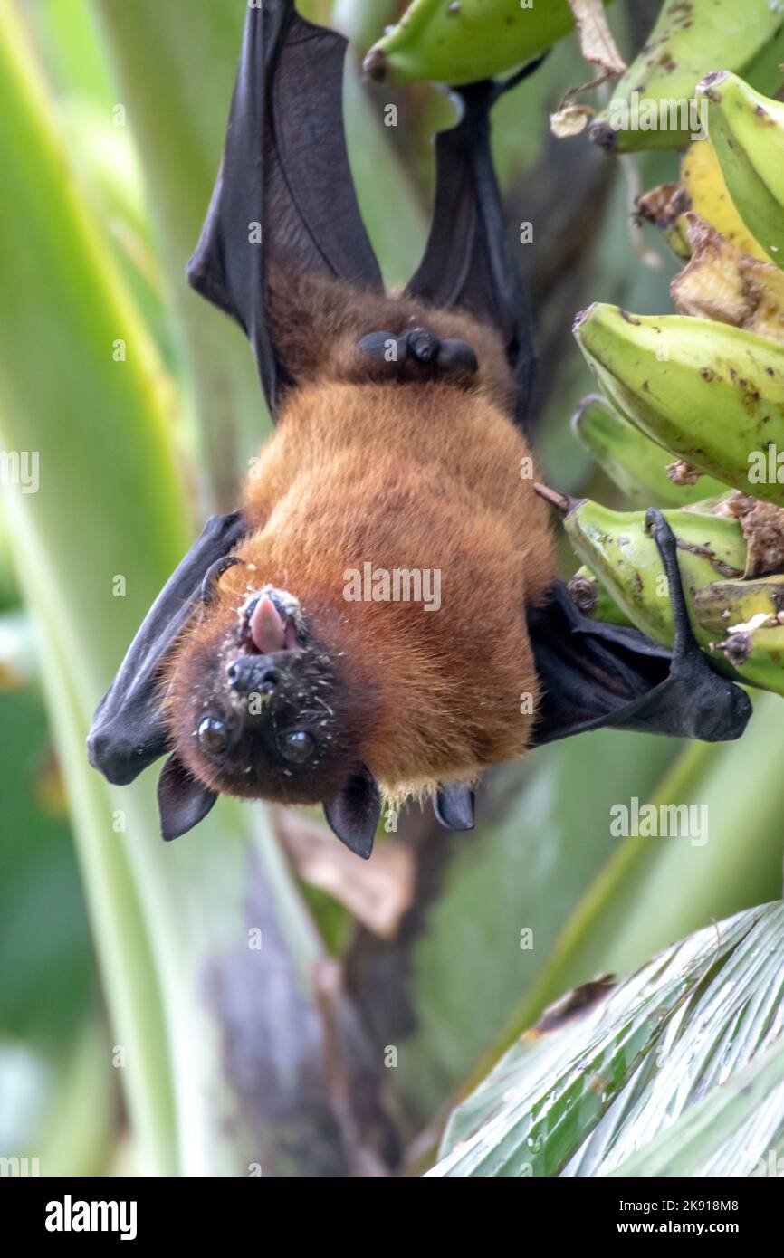 greater indian fruit bats of sri lanka Stock Photo Alamy