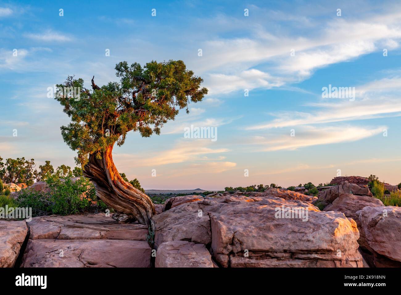Bonsai orange tree hi-res stock photography and images - Alamy