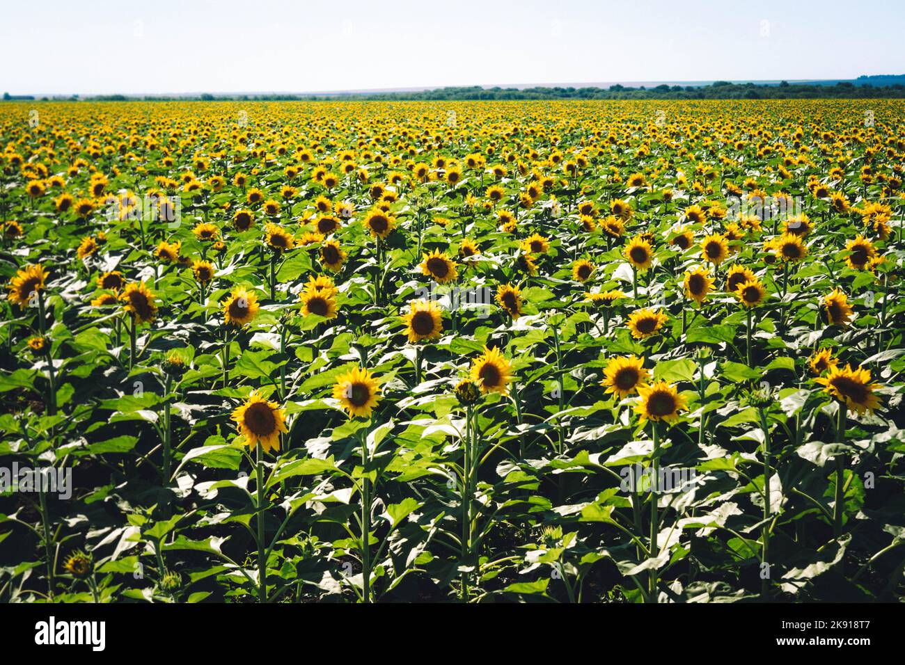Sunflower cultivation. Sunflower blooms in the field. Farm for the