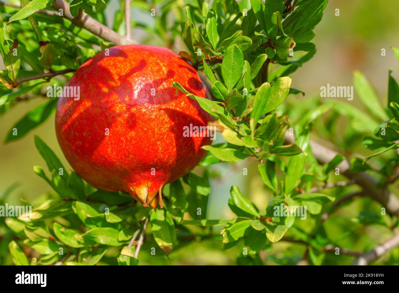 Beautiful red fresh pomegranate hanging from a branch against a green background Stock Photo