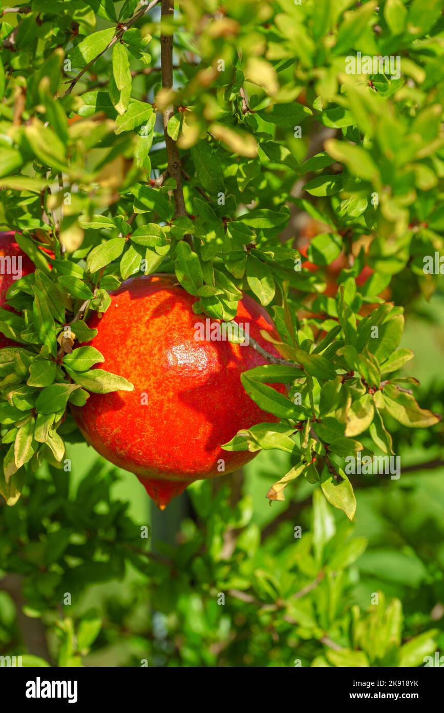 Beautiful red fresh pomegranate hanging on a branch against green background Stock Photo