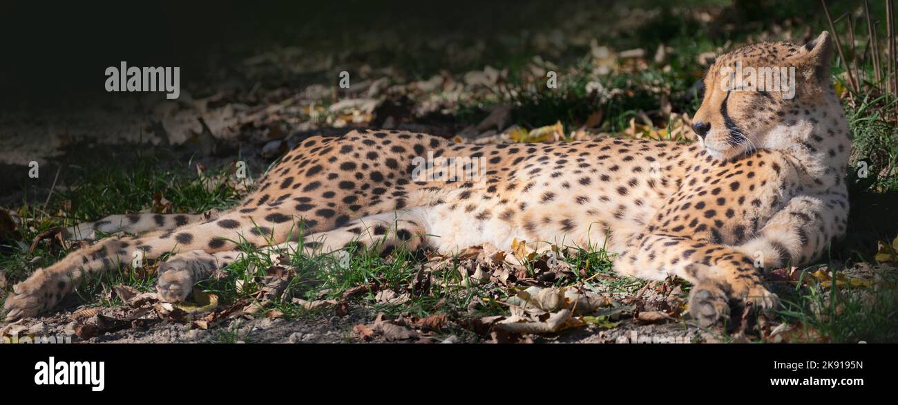 Cheetah lies in the grass and warms itself in the sun's rays Stock Photo