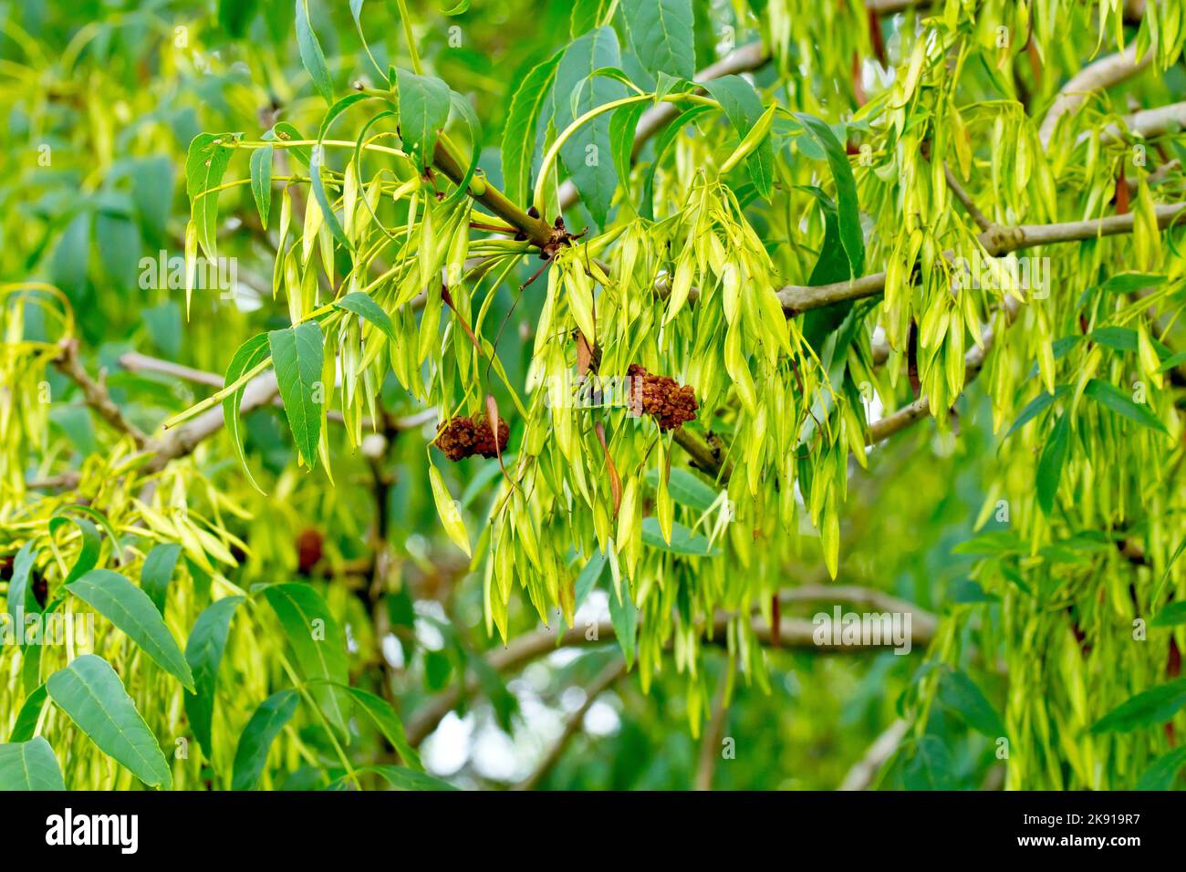 Ash (fraxinus excelsior), close up showing the tree in fruit with a mass of unripe green keys which will eventually go brown in the autumn. Stock Photo